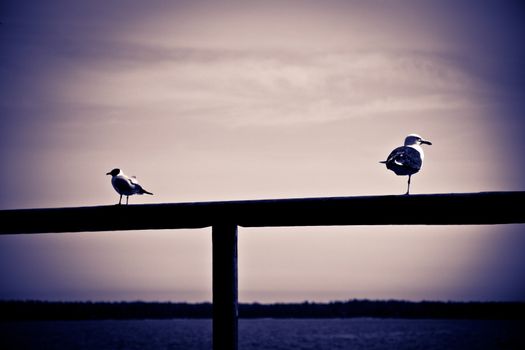 Two birds watching in different directions. The other is a seagull and the other is a tern.