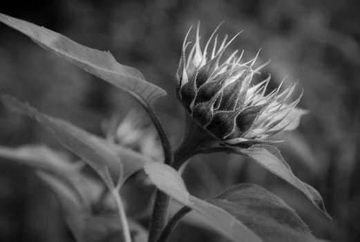 Black and white image of a sunflower side.