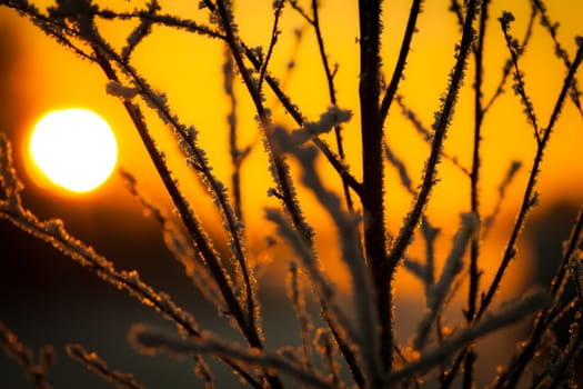 A winter sunset image, where the sun shines behind icy branches.