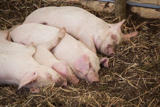 Four piglets sleeps together in the enclosure.