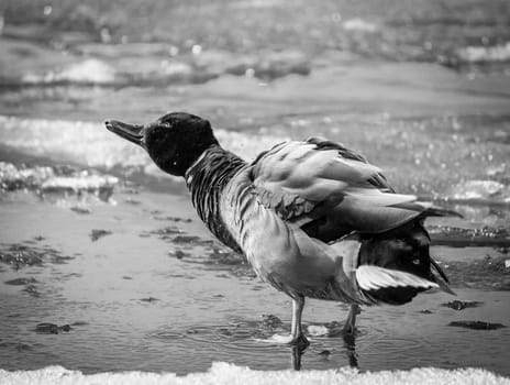 Duck is washing itself on the frozen sea