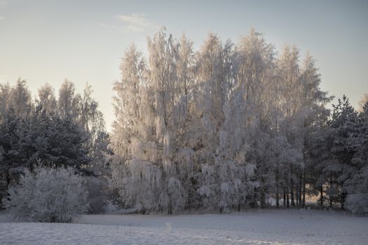 Winter landscape with forest and field in the snow.