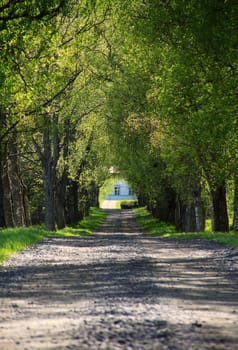 A home alley surrounded by trees. At the end of the road is the house.