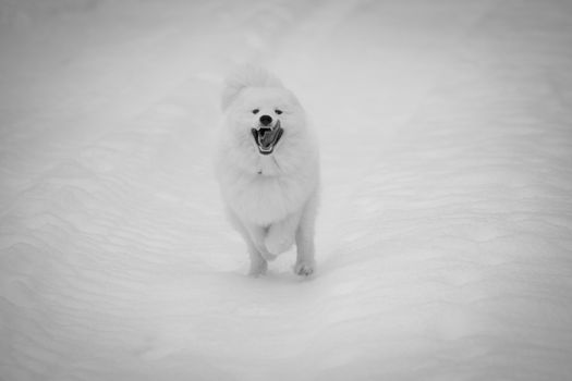 The happy young samoyed runs fast towards the camera.