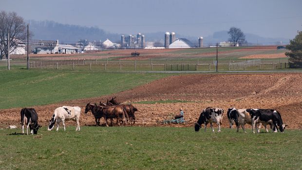 Amish Farmer Plowing the field and Cows Feeding on a Spring Day