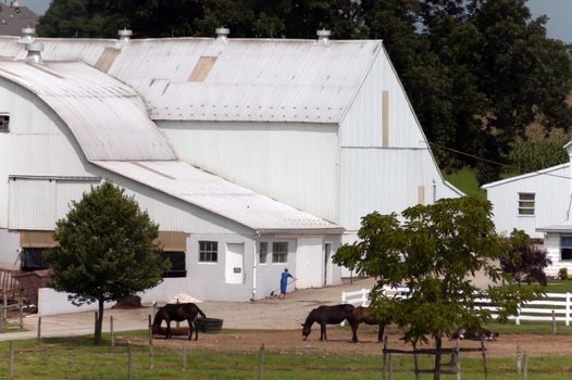 Amish Farm with Woman Working, White Barn and  Horses feeding on a Sunny Day