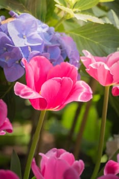 Beautiful bouquet of tulips. colorful tulips. nature background