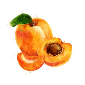 Apricot, isolated hand-painted illustration on a white background