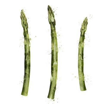 Asparagus, isolated illustration on a white background