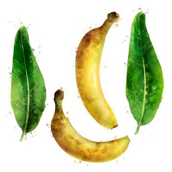 Banana, isolated hand-painted illustration on a white background