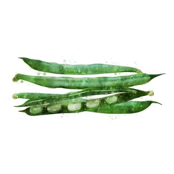 Bean, isolated illustration on a white background