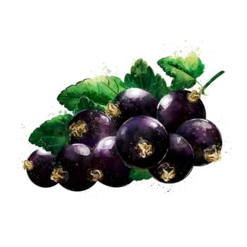 Black currant, isolated hand-painted illustration on a white background