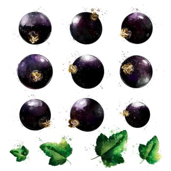 Black currant, isolated hand-painted illustration on a white background