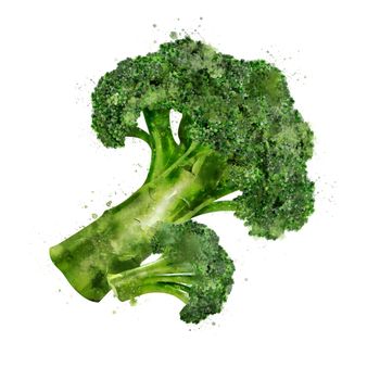 Broccoli, isolated illustration on a white background