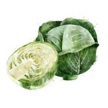 Cabbage, isolated illustration on a white background