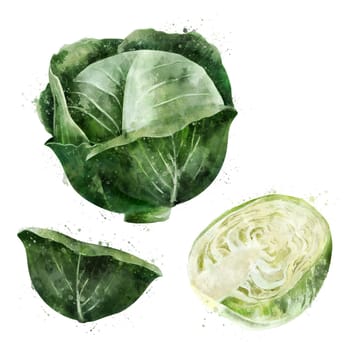 Cabbage, isolated illustration on a white background