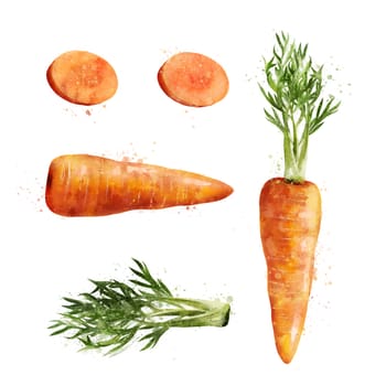 Carrot, isolated illustration on a white background