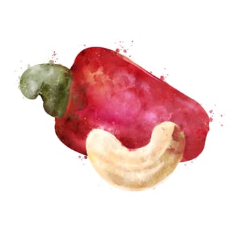 Cashew, isolated illustration on a white background