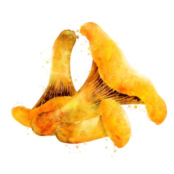 Chanterelles, isolated illustration on a white background