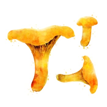 Chanterelles, isolated illustration on a white background