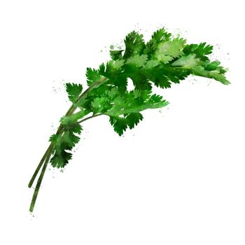 Cilantro, isolated illustration on a white background