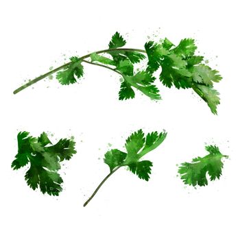 Cilantro, isolated illustration on a white background