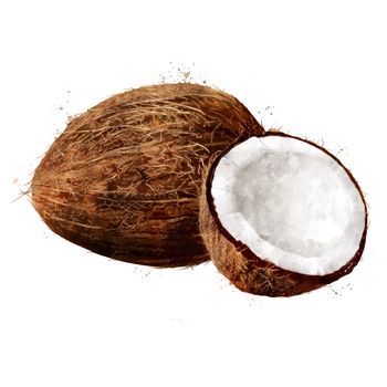 Coconut, isolated hand-painted illustration on a white background