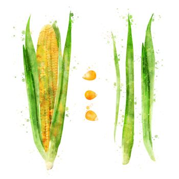 Corn, isolated illustration on a white background