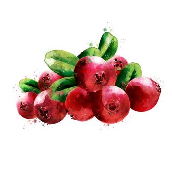 Cranberry, isolated hand-painted illustration on a white background