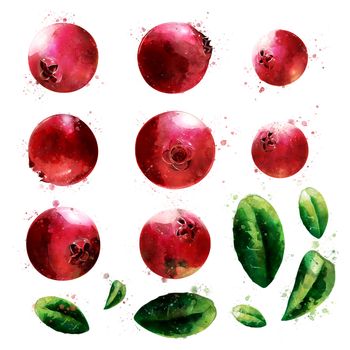 Cranberry, isolated hand-painted illustration on a white background