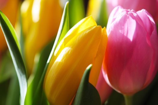 Beautiful Bouquet Pink and Yellow Tulip on Dark Background