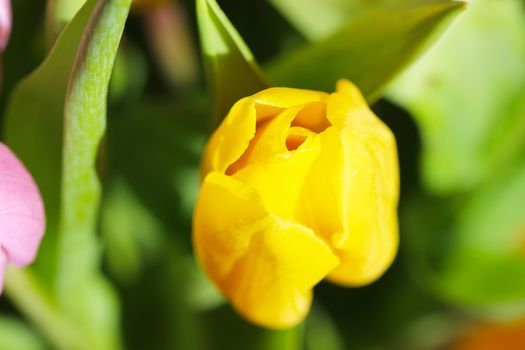 Beautiful Bouquet Pink and Yellow Tulip on Dark Background