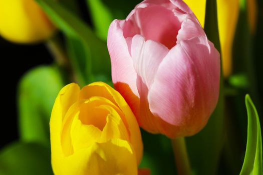 Beautiful Bouquet Pink and Yellow Tulip on Dark Background