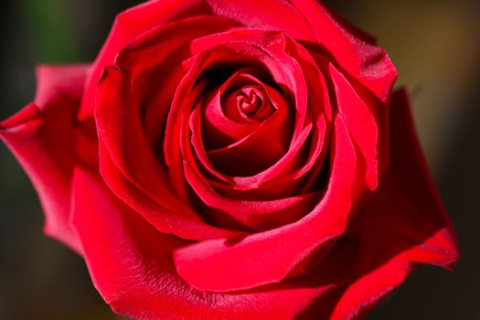 Bright Red Rose Bud in the Ggarden