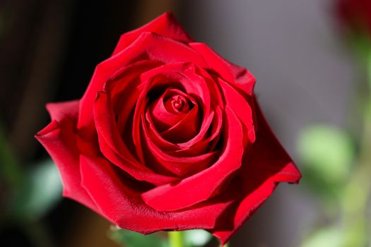 Bright Red Rose Bud in the Ggarden