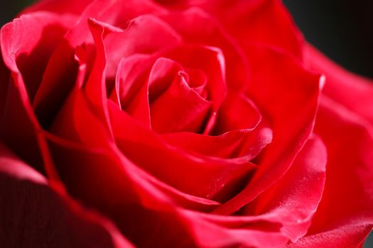 Bright Red Rose Bud in the Ggarden