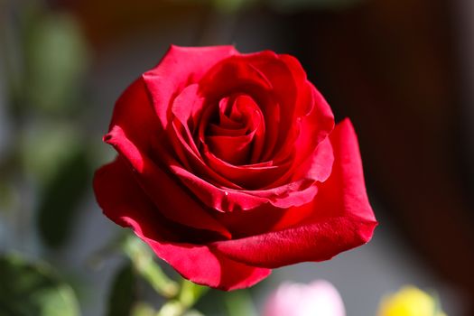 Bright Red Rose Bud in the Ggarden