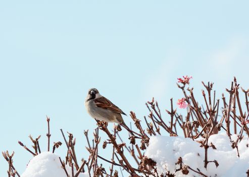 Male house sparrow perches atop a deciduous verbascum bush; pink flowers show among snow