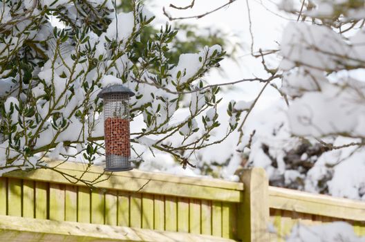 Bird feeder filled with peanuts hangs from a tree branch in a snowy garden