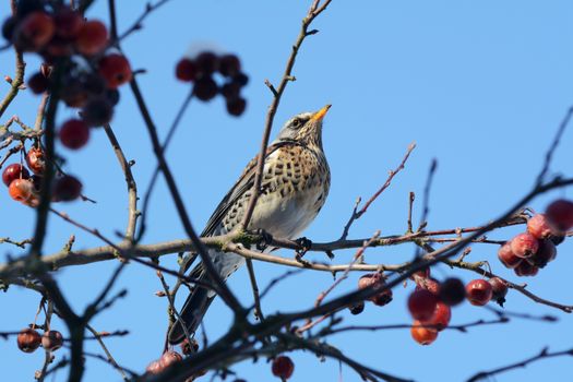 Adult fieldfare perches on branch of crabapple tree in bright sunlight against a blue sky. Usually seen on farmland, the birds come to domestic gardens looking for food.