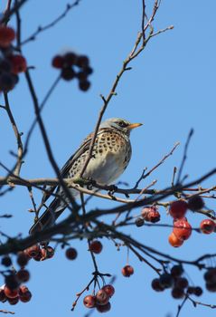 Fieldfare with spotted plumage sits high in crab apple tree above red fruit on a sunny winter day. The wild birds can be seen in gardens during cold weather, looking for food.
