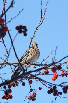 Fieldfare perching high in a crab apple tree, seen from below, showing soft speckled plumage. The wild birds are more often seen on agricultural land, but come to domestic gardens in winter weather searching for food.