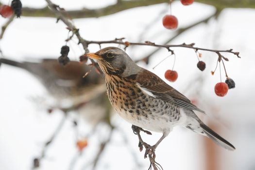 Adult fieldfare, turdus pilaris, stands on branch of a crab apple tree in winter, with remnants of fruit on its beak. Usually spotted on farmland the birds can be seen in gardens looking for food in snowy weather.