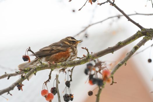 Redwing sits on branch of crab apple tree among hanging fruit, its distinctive red plumage visible beneath its wing