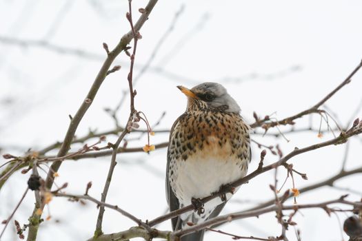 Fieldfare with spotted plumage sits on a tree branch; its beak is covered in remnants of the fruit it has eaten. When farmland is frozen, the wild birds can be seen feeding in nearby gardens instead.
