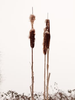 close up of bulrush in white winter sky outside nature plant; essex; england; uk