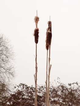 close up of bulrush in white winter sky outside nature plant; essex; england; uk