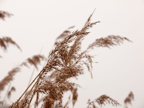 reeds outside with white sky snow background nature winter close up; essex; england; uk