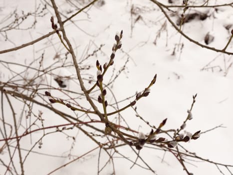 hanging small buds on tree outside branches winter snow ; essex; england; uk