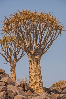 Aloidendron dichotomum, formerly Aloe dichotoma, the quiver tree or kokerboom, is a tall, branching species of succulent plant, indigenous to Southern Africa, specifically in the Northern Cape region of South Africa, and parts of Southern Namibia.